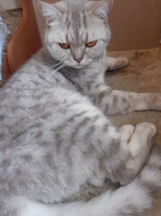 Отдам кошку в хорошие руки. Возраст 3 года