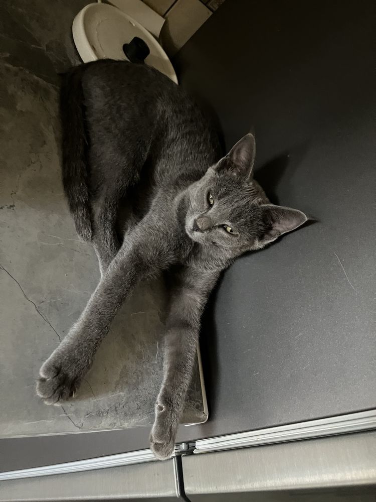 Милые котята ищет дом!