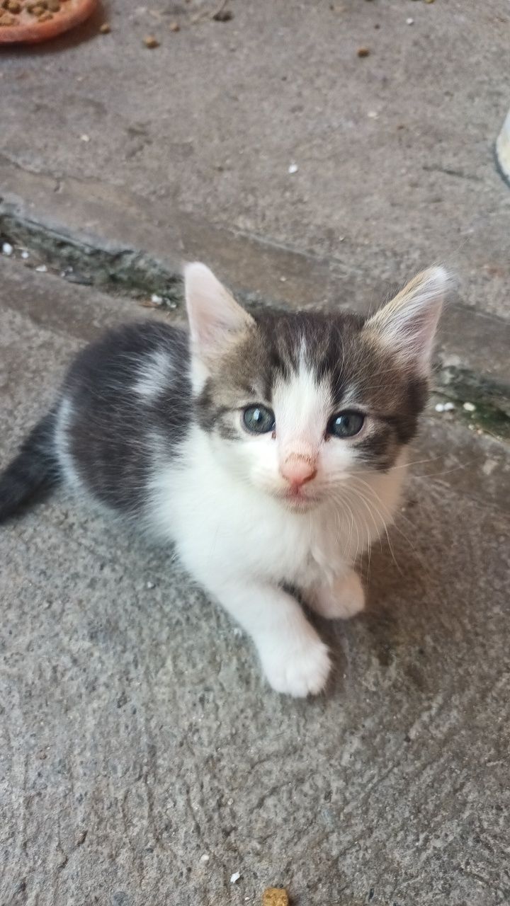 Donez pisicuțe micuțe