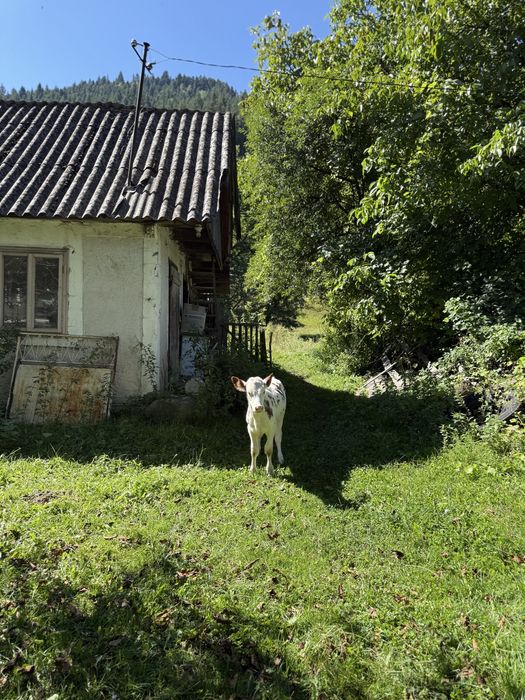 De vânzare casă + anexe + 7458mp teren intravilan Tulghes, Harghita