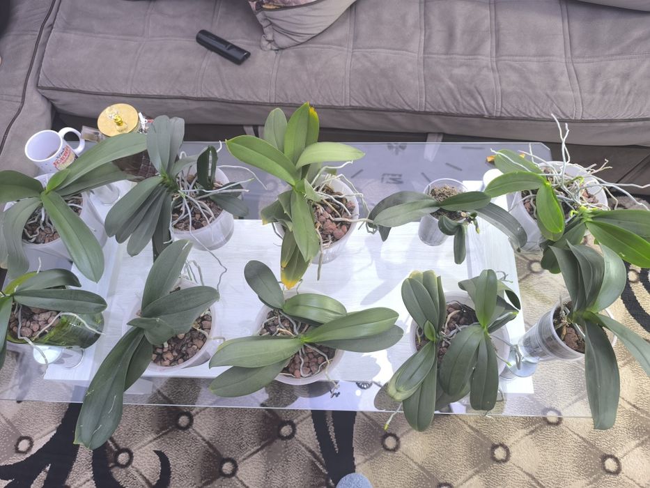 Продам свои орхидеи 10 штук