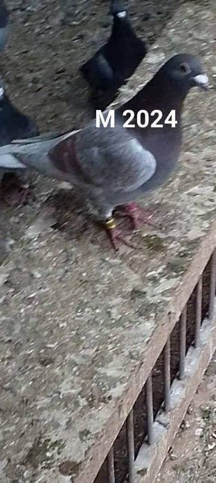 Masculi voiajor sport