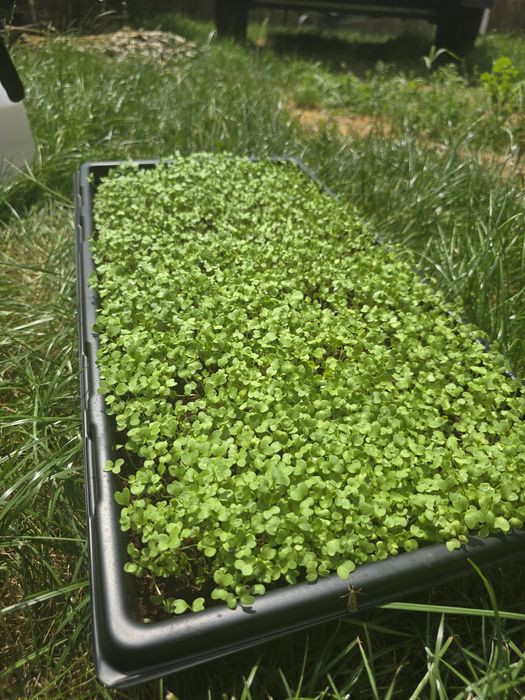 Microplante diferite soiuri de la producator