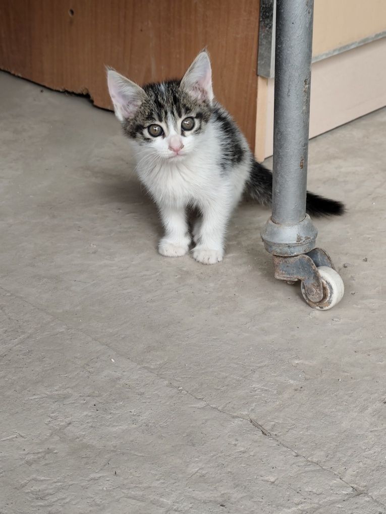 Отдам котят в хорошие руки бесплатно
