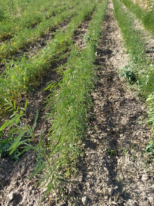 Puieți salcâm, gladiță-roscove, frasin,paltin ,arin,nuc