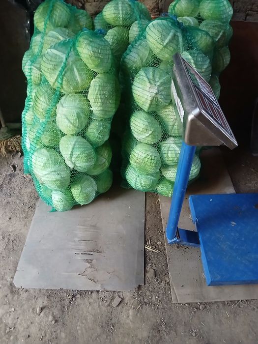 Varza plata de toamna