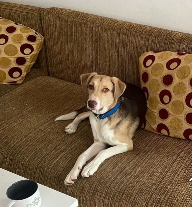 Отдам щенка 8 месяцев приученный