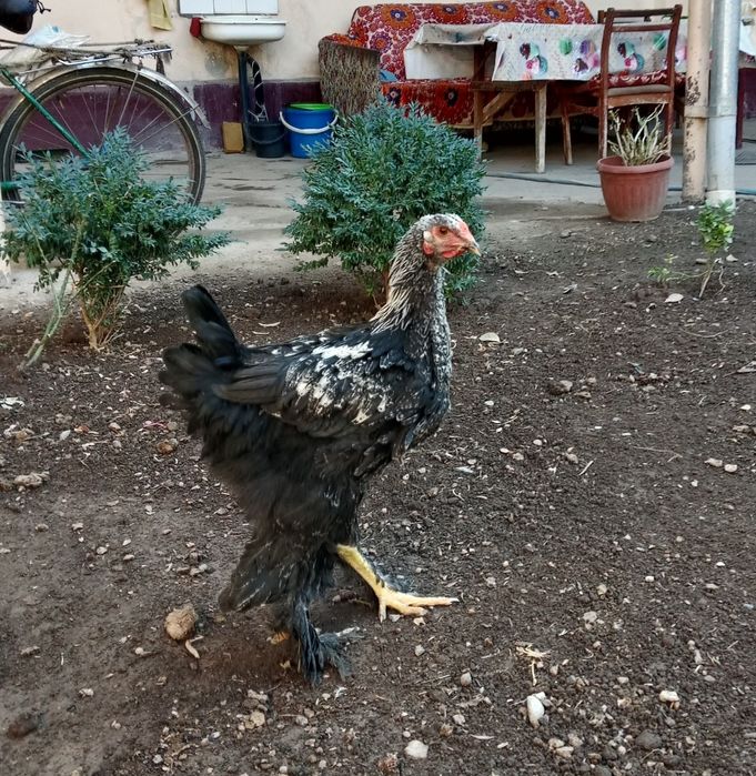 Jojahoroz zotli paranda