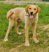 GRATUIT câine Labrador 1 an tânăr