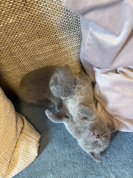 Свободно женско британче