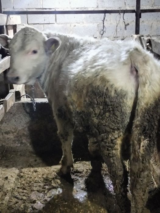 Бычки аулиеколь алатау белоголовые