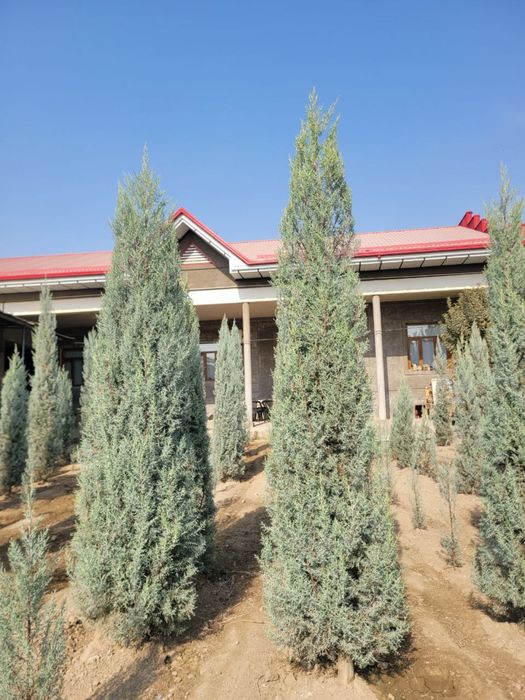 arizonski kiparis archa boyi 1.5 da 3.30 ga bor 50 $ dan boshlanadi