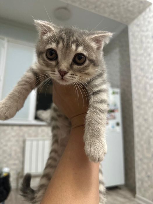 Отдам кошку девочку за 20000 тг в хорошие руки