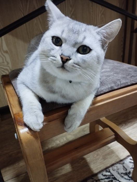 Серебристый шиншилла тозза, эркак,  цена 100$