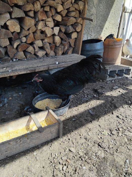 Vând cocoșei Australorp 6 luni