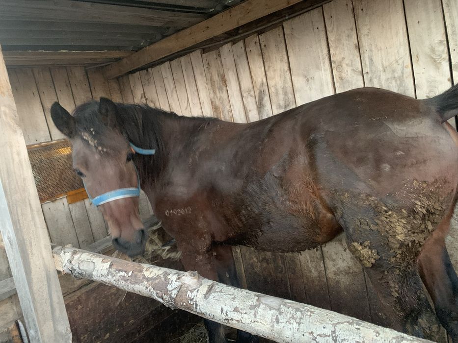 Продам кунан 2-х летку с откорма