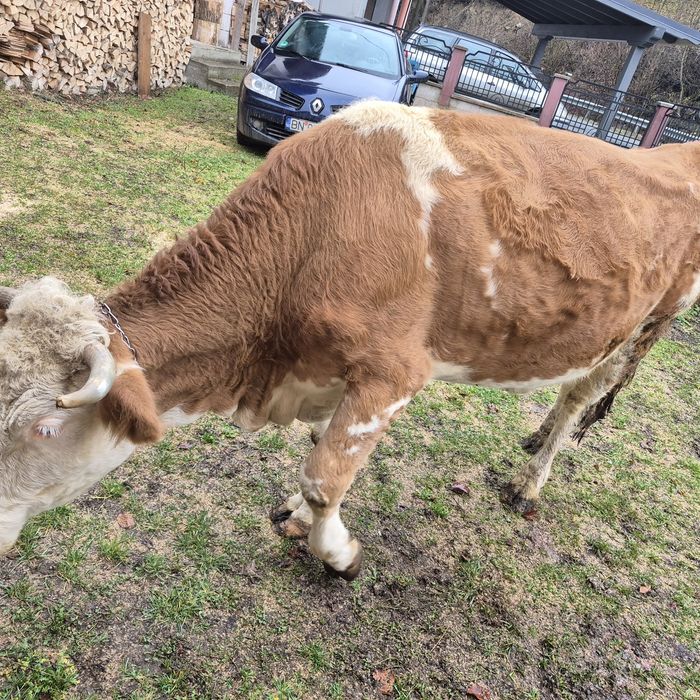 Vând vaca Bălțată Romaneasca