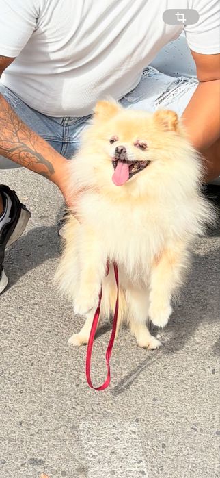 Продава се померан шпиц