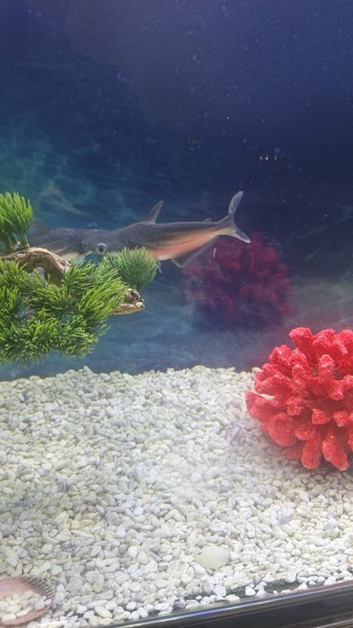 Продаются аквариумные рыбки