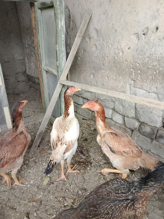 Tozza Dakan makiyonlar sotuvda