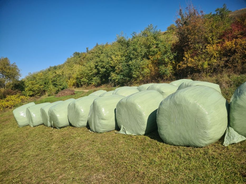 Baloti de lucerna infoliati