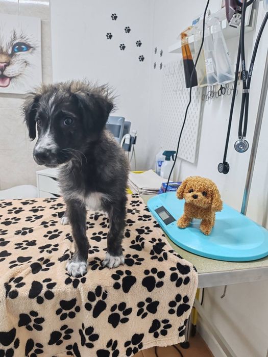 Мъжко кученце на 3 месеца, търси спешно дом или приемна грижа