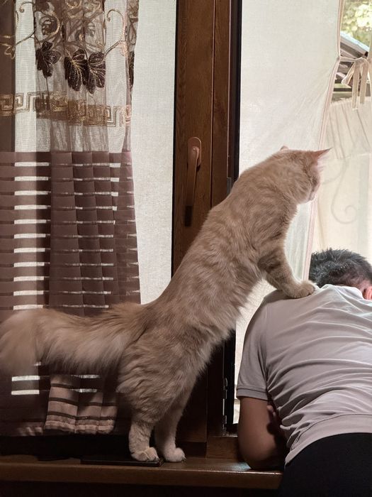 Кот для вязки очень красивый привитый и опытный