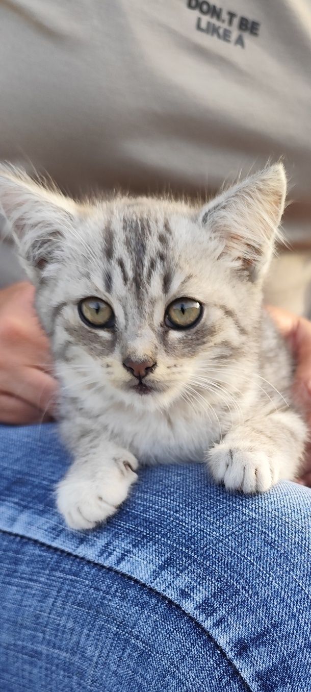 Котятам нужен дом
