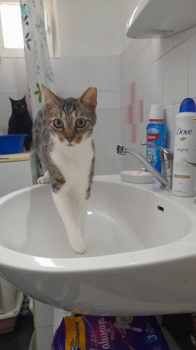 Pet sitter/cazare  sector 6 Bucuresti