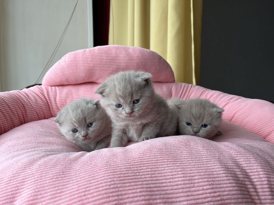 Продаются шикарные котята