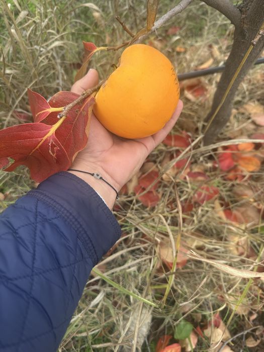 Райска ябълка - ХЕЯКУМЕ