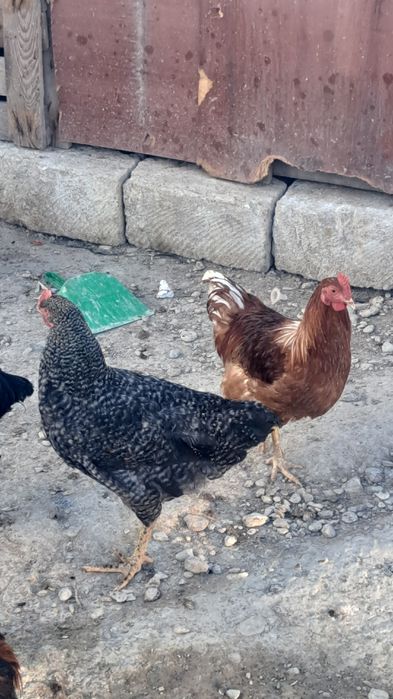 7000 ға беріп жіберем