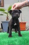 Staffordshire bull terrier