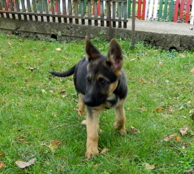 Продавам кученце немска овчарка - 3 месеца