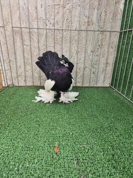 Porumbei jucator de volga