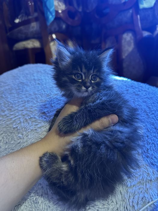 Продаётся котёнок