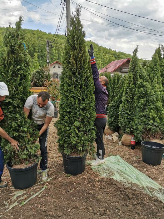 Plante ornamentale pentru o grădină de vis