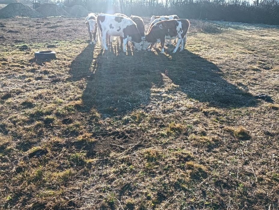Vând 3 juninci gestante la prima fătare provin din mame bune de lapte