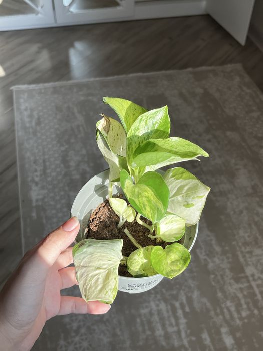 эпипремнум хэппи лиф и золотистый, традесканция