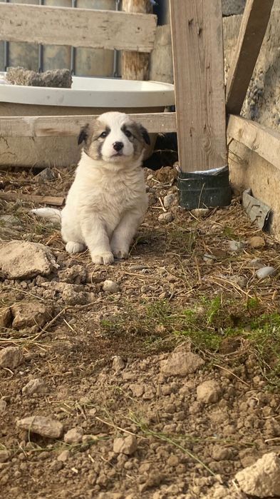 Красивые щенята
Охраняют двор 
1-мальчики , 2-девочки
В ДОБРЫЕ РУКИ!!!
