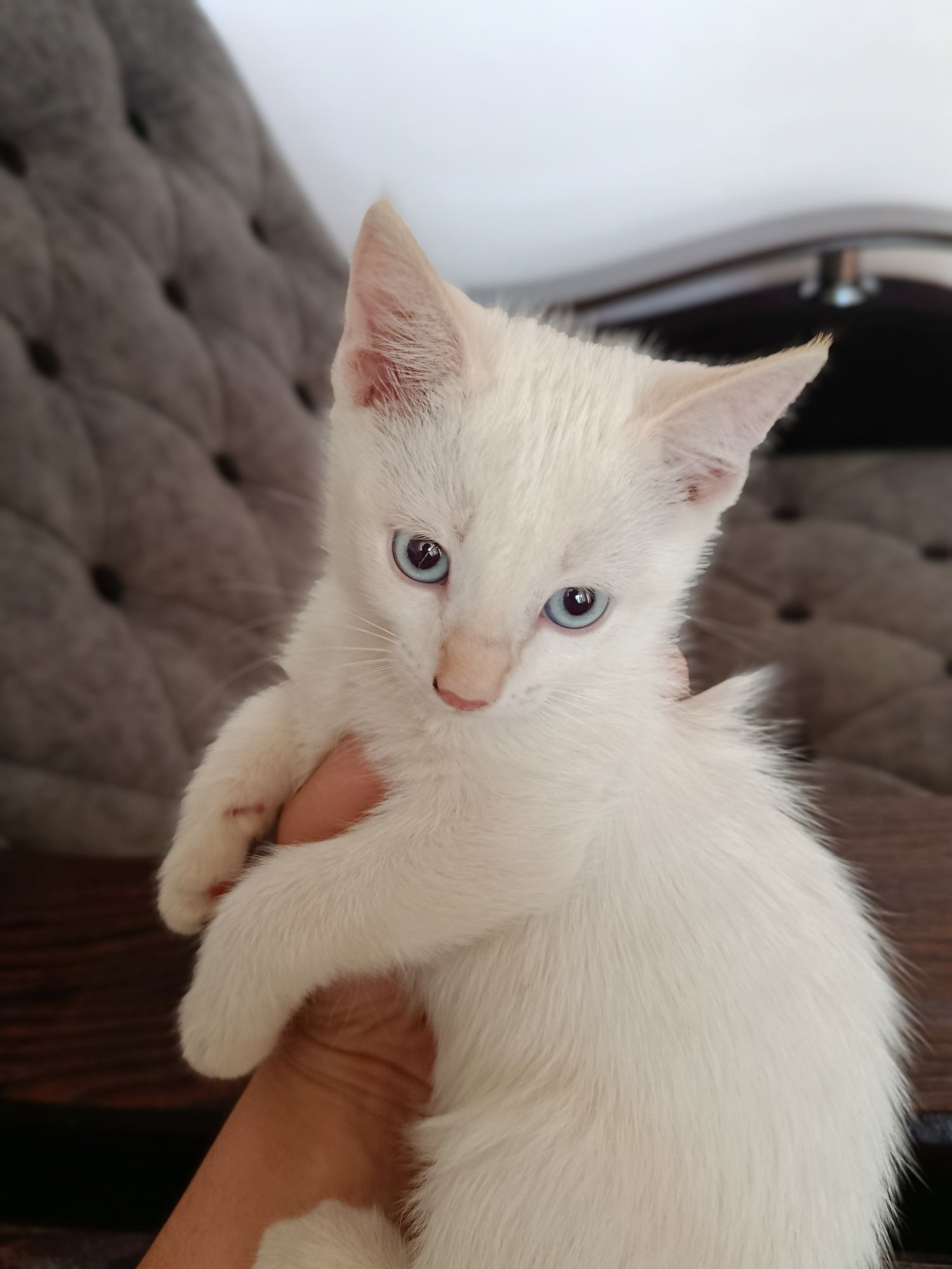 Котята домашние 2 месяца
