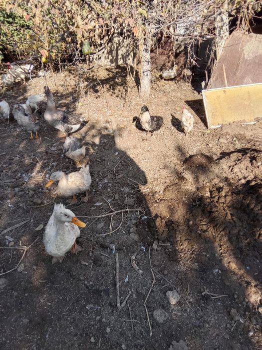 Продам срочно утку