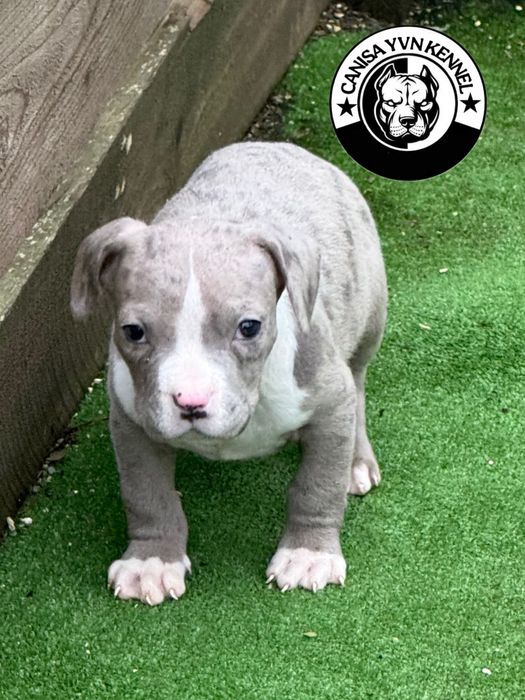 Mascul amstaff blue merle
