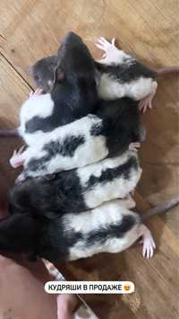 Крыски Дамбо разных возрастов