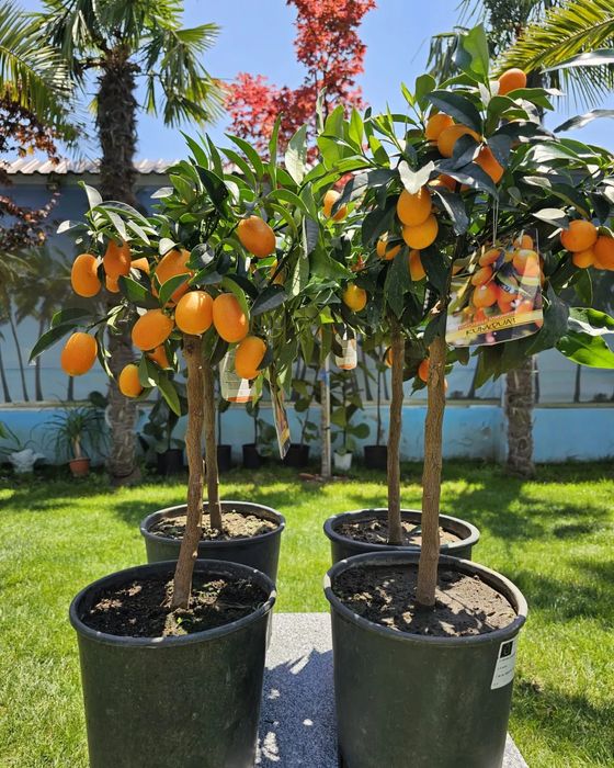 Citrice lamai, kumquat, calamondino, mandarin