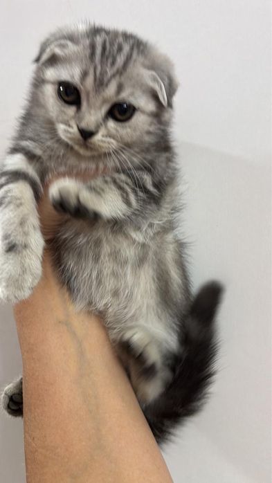 Скоттиш фолд продам.