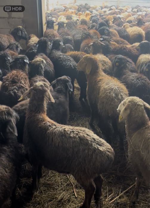 Продам токты марка кой оптом