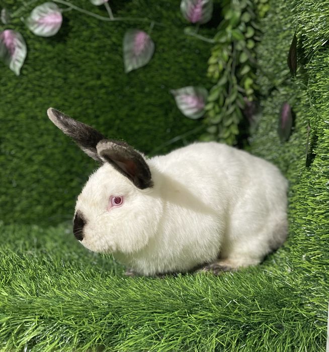 Quyon Кролики Kaliforniya sotiladi