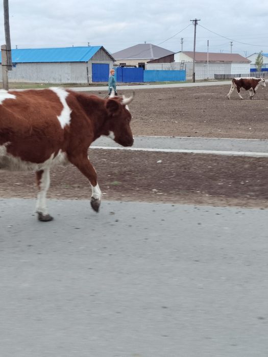 Кашар сатылады сүтті