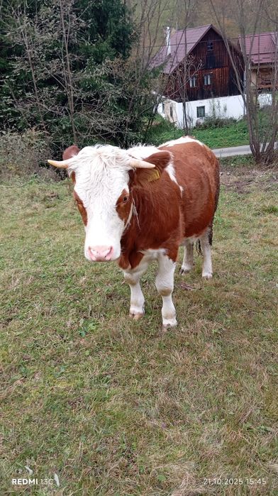 Vând junincă gestanta 4 luni